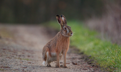 Rod Wood - Hare