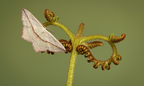 A striking pale white/cream moth with a thin red line across its wings sits on an unfurled fern stem