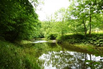 Castern Wood - Nature Reserve 