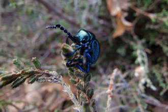 A large black/blue shiny beetle crawling along a heather stalk. The beetle has a long antenna reaching out away from the stalk. 