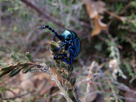 A large black/blue shiny beetle crawling along a heather stalk. The beetle has a long antenna reaching out away from the stalk. 