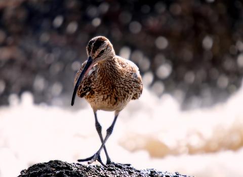 Curlew can be found at Black Brook
