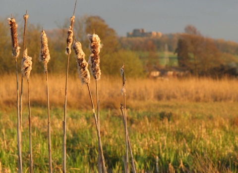 Doxey Marshes - reeds 