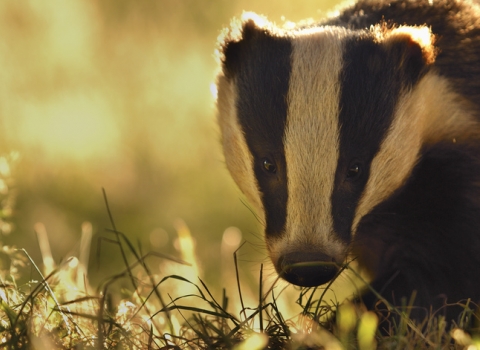 Badger - find out more about the cull