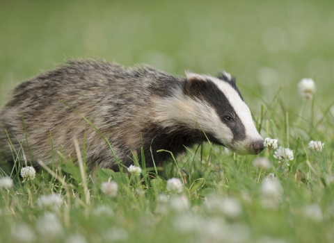Badgers - donate to appeal