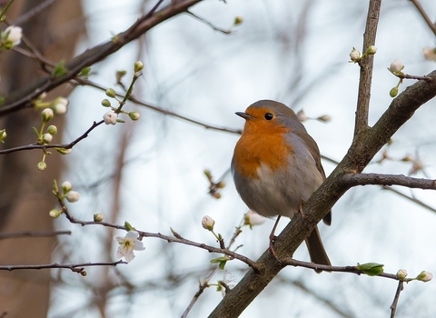 robin on tree