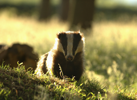 A badger sits in the fading light.