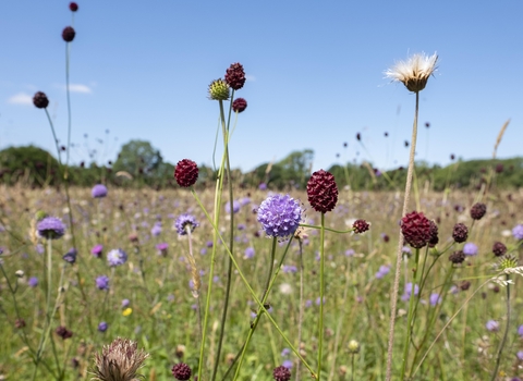 A meadow with long grass and a variety of flowers and colours with a bright blue sky