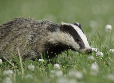 badger in grass with white clover flowers