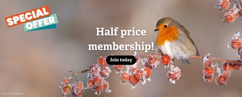 A robin sits on a frost covered branch with bright red berries. The bird is a small bird with a grey/brown body, head and wings and a bright orange/red chest