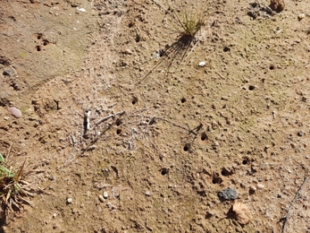 A sandy area of soil with multiple small holes in the surface