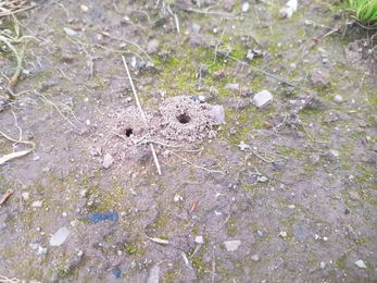 A patch of soil with small holes and mounts of sandy piled around them