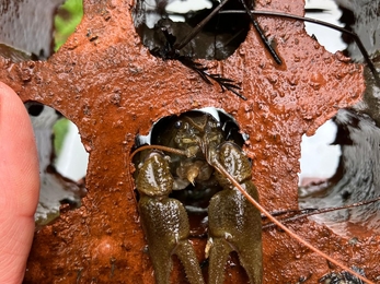 A crayfish - a green coloured creature with big front claws/grabbers poking out from a hole of a brick with many holes in it