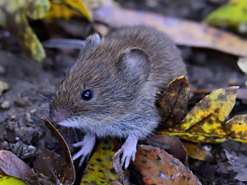 A bank vole sits on fallen leaves. The bank vole is rich, chestnut-brown above, and white below. It is richer in colour than the similar field vole and has a proportionally longer tail. Voles have blunter, rounder faces, smaller ears and eyes, and shorter tails than mice.