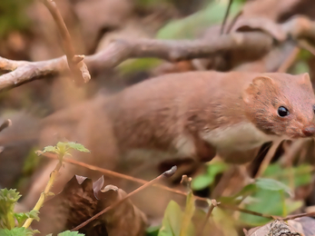 A weasel prowls through woodland floor. The weasel has a russet-brown back, and a creamy white throat and belly. It is smaller than the similar stoat, has a shorter tail with no black tip, and has a running gait, with a straight back; stoats bound along, arching their backs as they go.