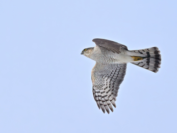 The sparrowhawk has rounded wings and a relatively long, narrow tail. Males are small with a blue-grey back and white underparts showing reddish-orange barring. Females are much larger, with browner plumage above and grey bars below. They both have reddish cheeks.