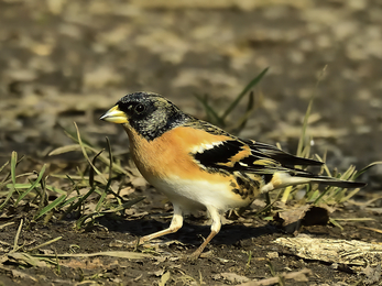 A small brightly marked bird with a orange chest and brown/grey/black head and striped wings - it sits on the ground among dry soil