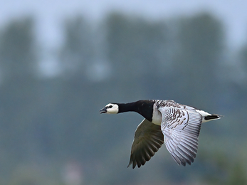 A large bird with a black neck, white face and grey/brown wings in mid flight with out of focus trees behind it