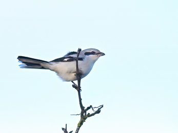 A pale grey bird with distinct black markings around its eyes, wings and tail perched at the top of a small tree