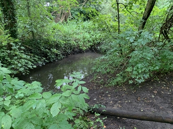 A view of a woodland brook surrounded by dense foliage.