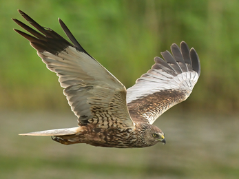 A marsh harrier glides through the air. The largest of the harriers, the marsh harrier creates a distinctive V-shape in the air by holding its wings up. Females are chocolate-brown with a golden-yellow crown and throat. Males have a brown back, gingery belly, pale head and neck, and long, grey wings with black tips.