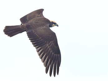 A marsh harrier against the cool cloudy backdrop of the sky. The largest of the harriers, the marsh harrier creates a distinctive V-shape in the air by holding its wings up. Females are chocolate-brown with a golden-yellow crown and throat. Males have a brown back, gingery belly, pale head and neck, and long, grey wings with black tips.