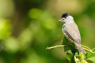 Blackcap male