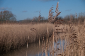 Reedbed