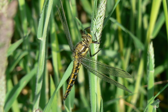 Black-tailed Skimmer female