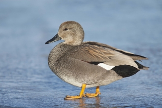 Gadwall