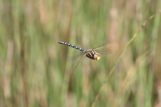 Common Hawker