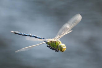 Emperor Dragonfly