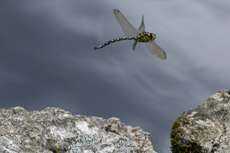 Southern Hawker