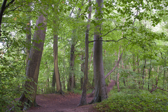 Woodland at Lyton Moss