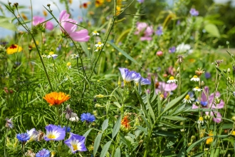 Wildflower meadow