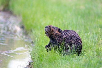 Beaver