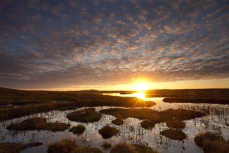 Peatland (C) Mark Hamblin