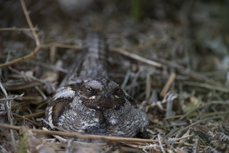 Nightjar bird in nest mottled coloured bird with half closed eyes