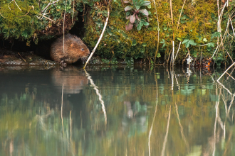 Water vole - Tom Ellis