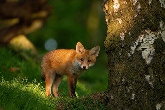 A ginger small mammal stood peering from next to a big tree in a woodland setting