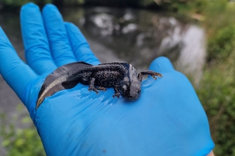 Great crested newt