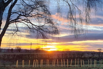 A line of newly planted hedges with a backdrop of a colourful sunset