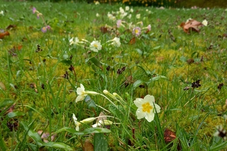 Small delicate yellow flowers among green grass