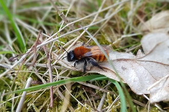 A rusty red furry bee sitting on a dead leaf among grass on the floor