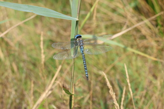 A male southern migrant hawker perched on a grass stem. It's a blue and black dragonfly with dazzlingly blue eyes