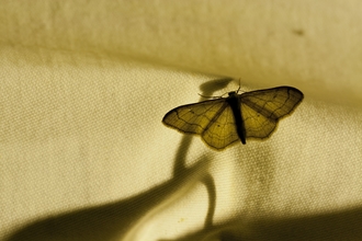 A moth resting on a sheet in the dark with a light shining through it