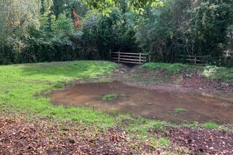 the edges surrounding a shallow pond are vibrant green with new vegetation.