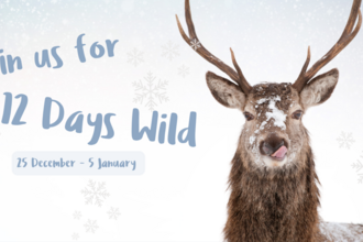 12 Days Wild 2024 - Red deer