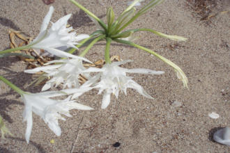 A white flower with thin green stems grows out of sandy dunes near shells. A sea daffodil.