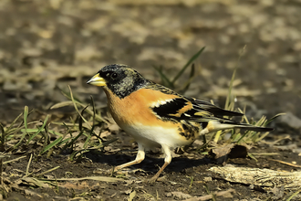 A small brightly marked bird with a orange chest and brown/grey/black head and striped wings - it sits on the ground among dry soil